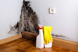 Why You Should Choose Our Mold Remediation Services in Blissfield, MI